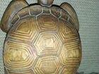 Черепаха для коллекции объявление продам