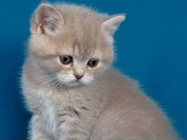 Кошки Шотландские Прямоухие Короткошерстные Фото