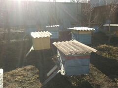 Пчелосемья с 10-12 рамами