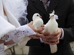 Белые голуби для свадеб и торжеств