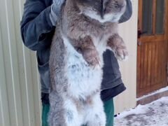 Кролики крупной мясной породы(гиганты) фландр