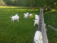 Зааненские козы и козел