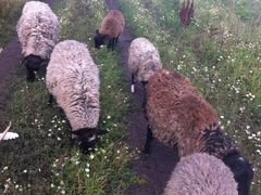 Овцы Романовской породы, и бараны, козы, козлята