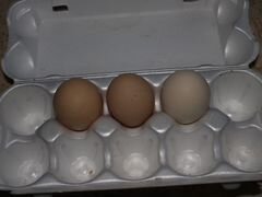 Яйцо инкубационное