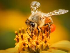 Пчелопакеты среднерусской породы зимовалые