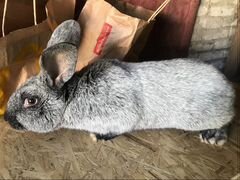 Кролики 2.5 мес «Серебро»
