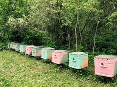 Пчелы организация пасеки