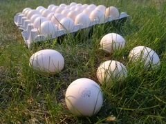 Яйцо инкубационное из Европы Кобб-500,индюк,утка и