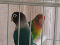 Пара попугаев-неразлучников: Фишера и масковый