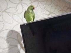 Ожерелеровый попугай