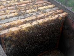Пчёлы. Пчелосемьи и пчелопакеты