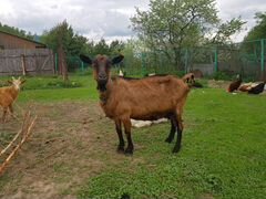 Чехи-Альпийцы козы