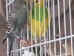 Волнистые попугаи мальчик девочка +клетка
