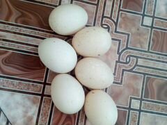Инкубационное яйцо мускусной утки(индоутки)