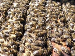 Пчелопакеты: Карпатка, Карника, Бакфаст