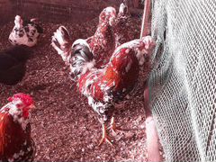 Инкубационное яйцо и заявки на цыплят