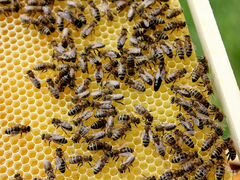 Продажа пчеломаток,пчелопакетов и пчелосемей