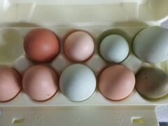 Яйца куриные,перепелиные домашние