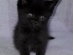 Ищю Черную сиамскую кошечку - 2 месяцев