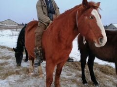 Лошадь русский тяжеловоз 14 лет
