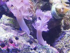 Живой корал для морского аквариума