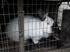 Кролики и ящик