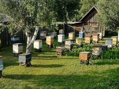 Продажа пчел (пчелосемьи)