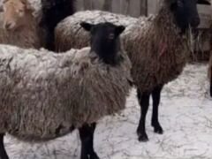 Овца Баран