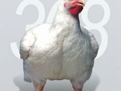 Цыплята суточные ross308 Болгария