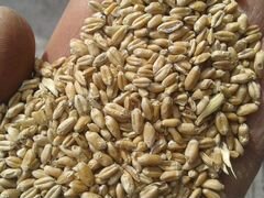 Пшеница фураж в мешках