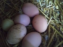 Яйцо на инкубацию
