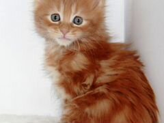 Рыжий котик мейнкун