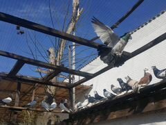 Бойные таджикские голуби
