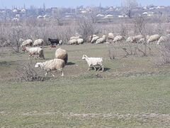 Годичные козы с козлятами