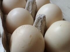 Инкубационные яйца мускусной утки (индоутки)