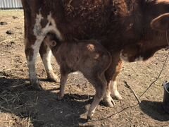 Корова с телёнком, Бичок родился неделю назад