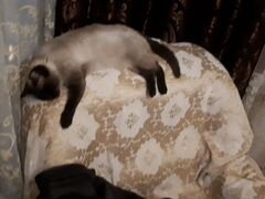 Кошка сиамская,почти год.ласковая ходит к лотку
