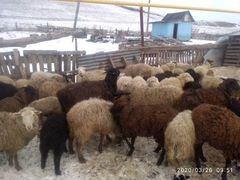 Продаются овцы отара