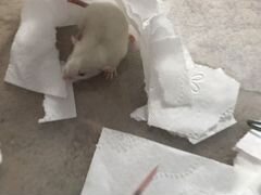 Крысята в добрые руки