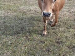Корова Джерси, телка, козы