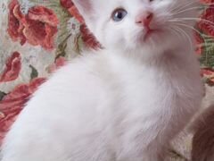 Маленькая красавица-кошка (в роду сиам и русская б