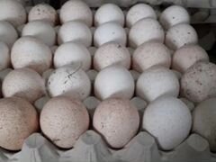 Инкубационные индюшиные яйца100р окончательноя цен