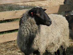 Племенные романовские овцы