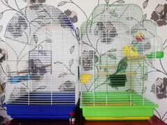 2 Клетки с 3 попугаями