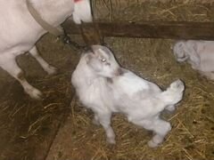 Полунубийские козачки и козлики от молочных мамоче
