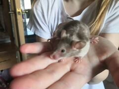 Мышь японская маленькая