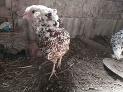 Инкубационное яйцо орловской ситцевой породы кур