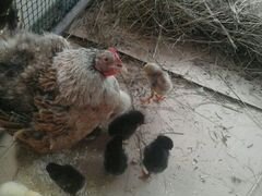 Наседка и 12 цыплят цыплятам 9 дней