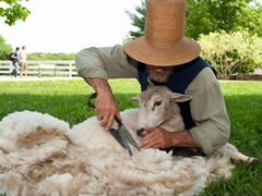 Шерсть овечья не мытая, цена указана за 1 кг веса