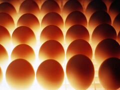 Инкубационное яйцо на 31 мая Благовещенск